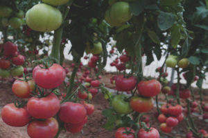 Cristal de tomate F1