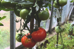 Ídolo de tomate