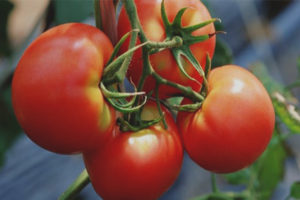 Commis aux tomates