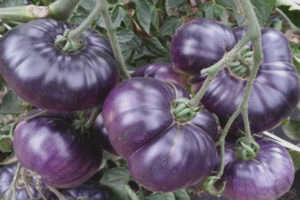 Tomate Azure Giant