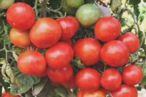 Glacier aux tomates