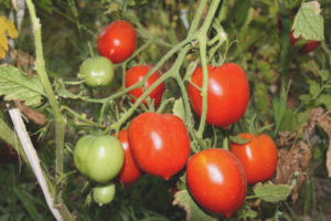 Légende de la tomate Tarasenko