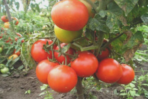 Jardin d'été aux tomates