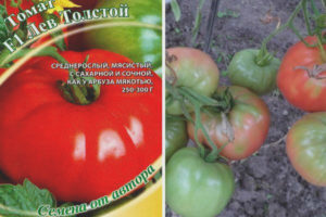 Tomate Leo Tolstoy