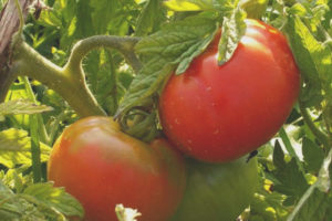 Tomate Amor Tierra