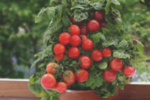 Tomate Lukoshko en la ventana