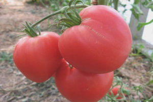 Tomate Coeur de Lion