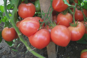 Pomodoro Lampone Impero