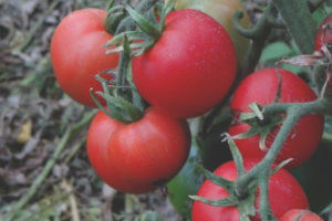 Rhapsodie tomate framboise