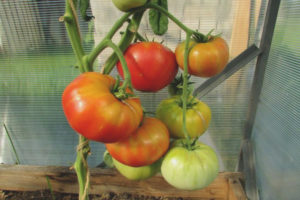 Assaut de tomates et framboises