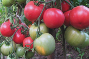 Tomate Framboise Ozharovsky