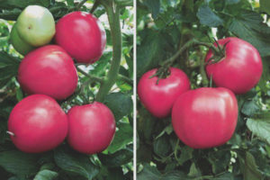 Tomate Frambuesa Paraíso