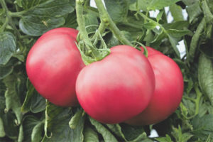 Tomate Frambuesa Atardecer