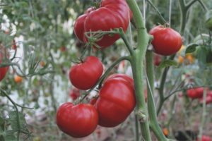 Tomate el amor de mamá