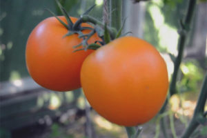 Canard Mandarin Tomate