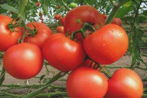 Marquesa de tomate