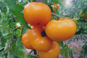 Marmelade de tomates jaune