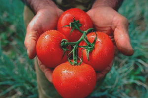 Tomate perezoso sueño