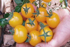 Bouquet de tomates au miel