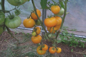 Tomate Miel Corazón