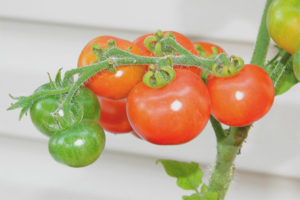 Minibel aux tomates