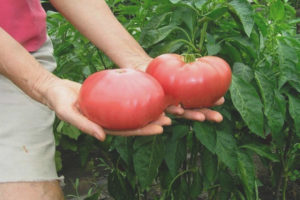 Tomate Ma famille