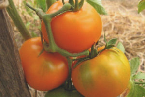 Repas monastique aux tomates