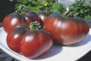 Tomate Ebony