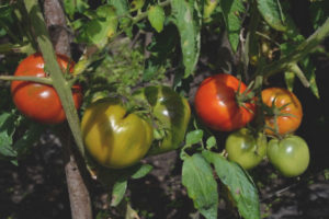 Orlets de tomate