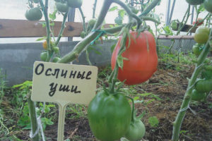 Orejas de burro de tomate