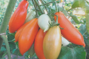 Tomate Palmira