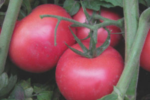 Tomate Rosa único F1