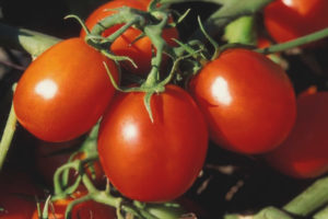 Travailleur acharné de tomate