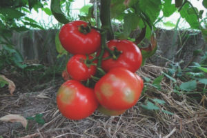 Tomate Paradise Apple