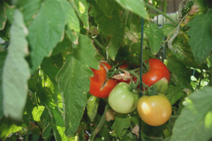 Tomato Early Girl