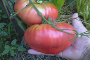 Sueño rosa tomate