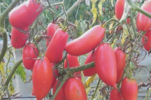 Pomodoro ghiacciolo rosa