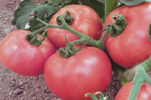 Tomate Pink King