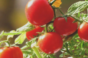 Pomodoro Perla Da Giardino