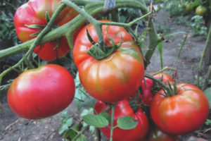 Sucre de tomate Nastasya