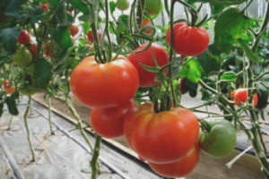 Famille de tomates F1