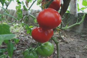 Pomodoro North Queen