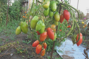 Tomate norte belleza