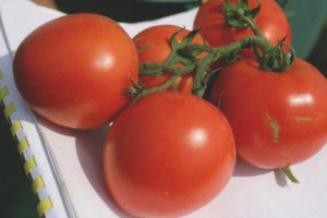 Blush norteño de tomate