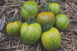 Tomate malaquita siberiana