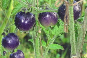 Tomate Blue bunch F1