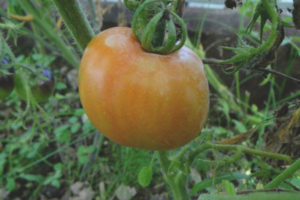 Obra maestra eslava del tomate