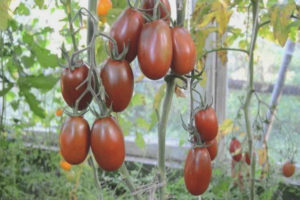 Tomate Ciruela Negro