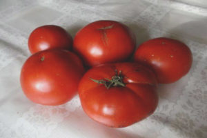 Tomate Snezhana