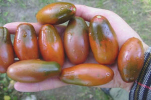 Carámbano de tomate negro